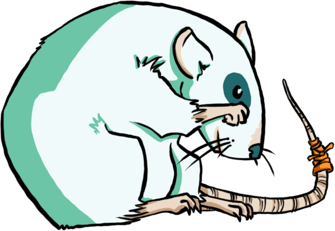 Rat Dessin d'un rat blanc se frottant le museau et avec un bandage sur la queue.