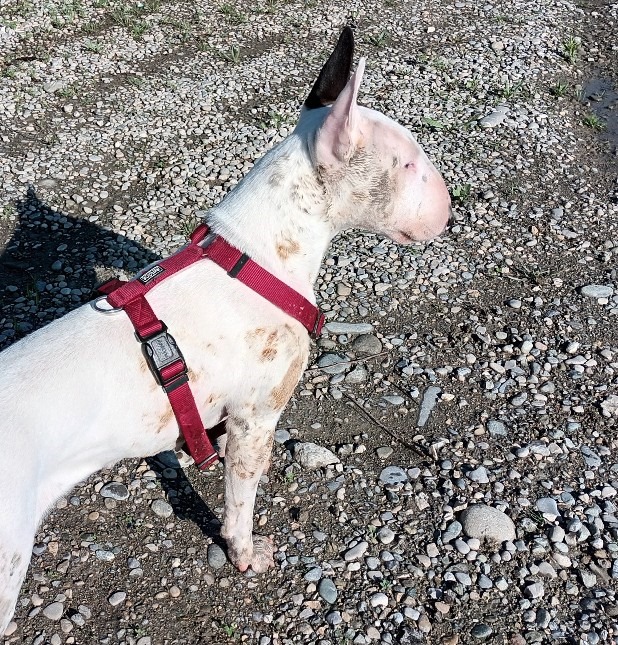 Photo Prisca Photo d'un chien Bull Terrier Blanc allongé qui regarde vers l'objectif