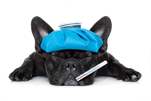 malade Photo d'un chien Bull Terrier Blanc allongé qui regarde vers l'objectif