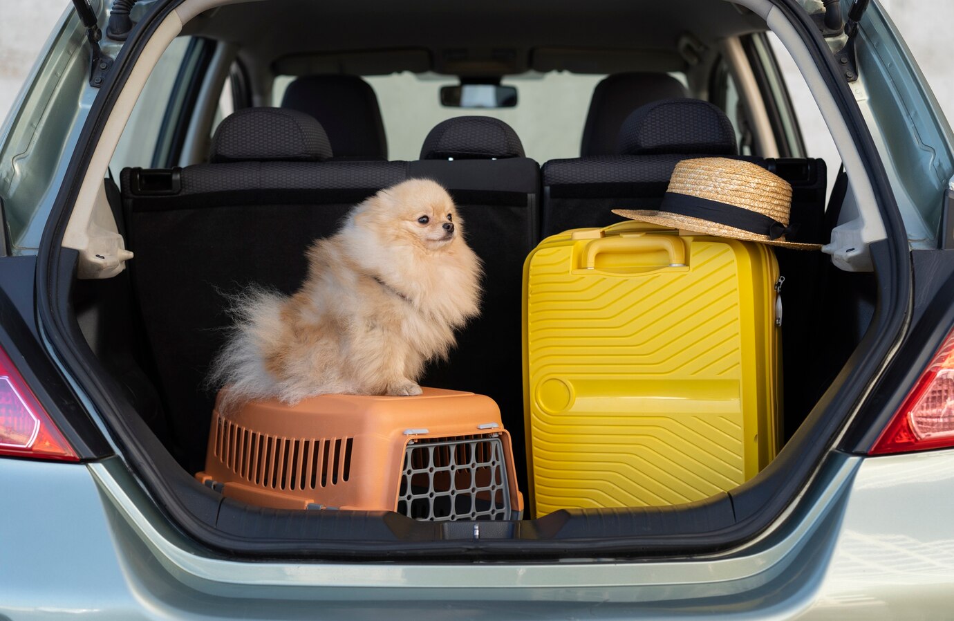 personne-voyageant-son-animal-compagnie-sa-cage_52683-109272 Chien noire en voiture